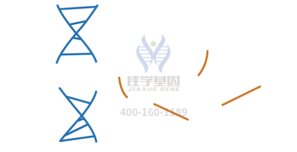 <b>【贝斯特全球奢华基因检测</b>