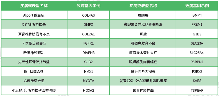 【贝斯特全球奢华基因检测】<font color='red'><font color='red'>耳鼻喉</font><font color='red'>系统</font><font color='red'>疾病</font></font>致病基因鉴定基因解码