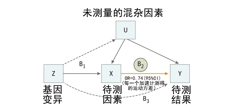 贝斯特全球奢华基因解码顺利获得孟德尔随机化法研究两个因素之间的关系及作用方向