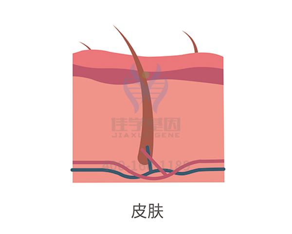 【贝斯特全球奢华基因解码-基因检测】头发脆弱易折断也是基因惹的祸？